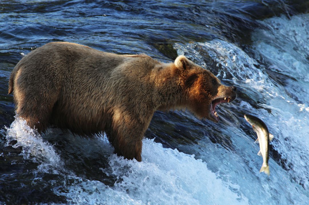 Sacrificio de ciervos, el rescate de un león marino y el oso más gordo de Alaska Sacrificio de ciervos, el rescate de un león marino y el oso más gordo de Alaska