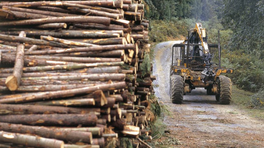Las instituciones vascas impulsan un plan contra la enfermedad de los pinos