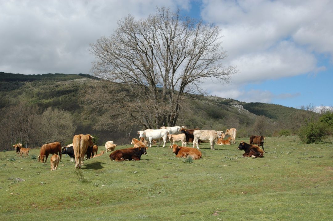 Vacas en las cercanías de Cantalojas. Vacas en las cercanías de Cantalojas.