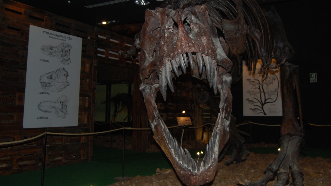 Dinopétrea