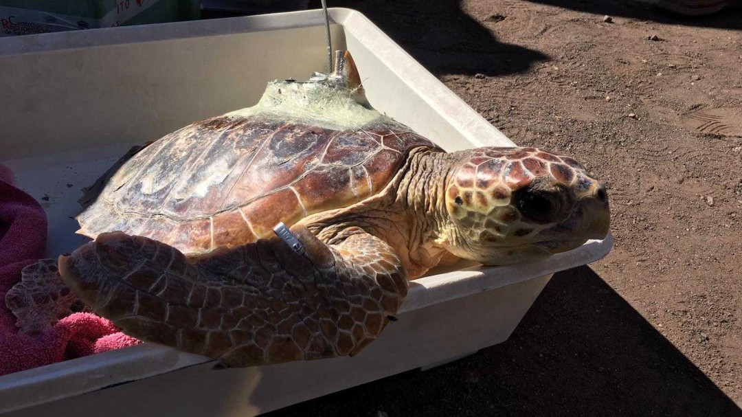 Liberadas tres tortugas bobas que estaban atrapadas