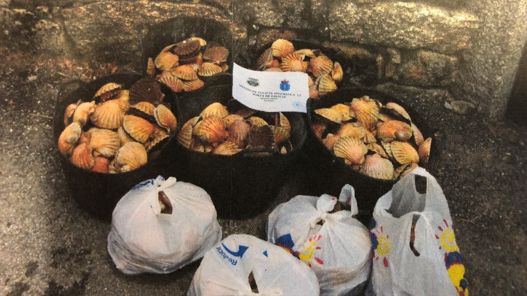 8 detenidos por extraer y distribuir vieira ilegal en las Rías Baixas