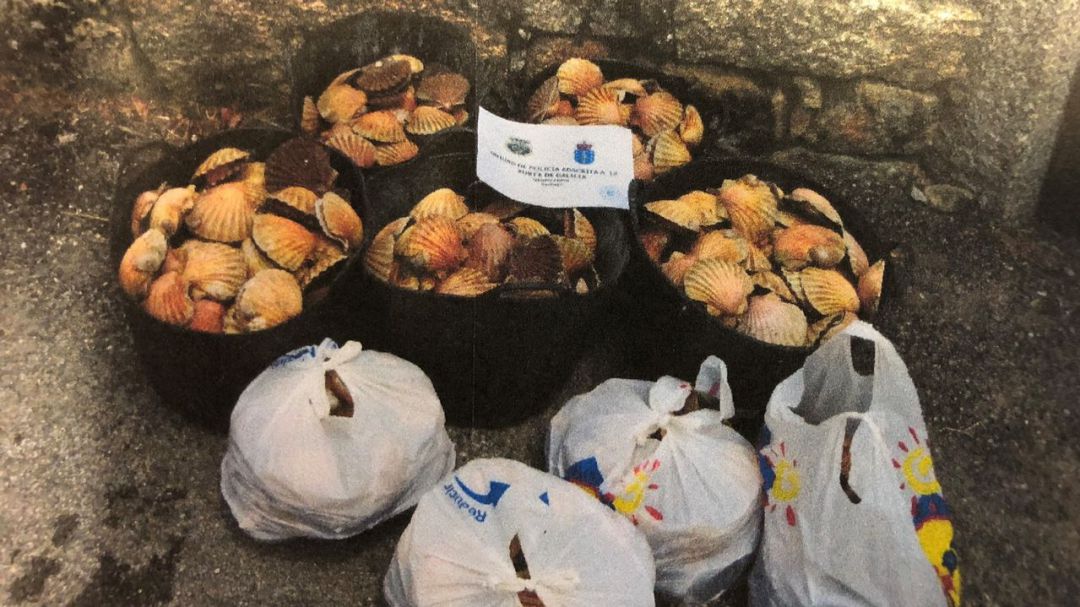Ocho detenidos por extraer y vender vieiras que cuadruplicaban las tasas de toxina: Operación Concha Ocho detenidos por extraer y vender vieiras que cuadruplicaban las tasas de toxina: Operación Concha