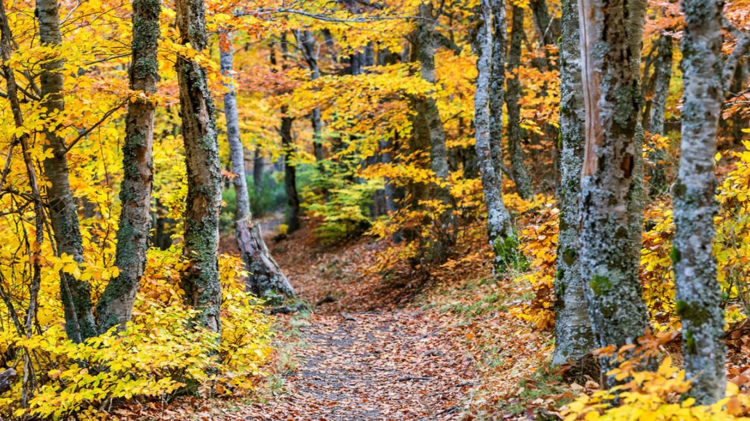 Cuenca invertirá los fondos europeos en el sector forestal en los próximos años
