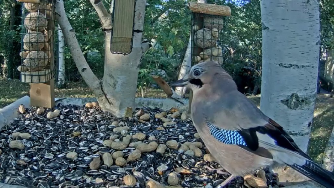 Una webcam-comedero para contemplar las aves de la Sierra de Guadarrama