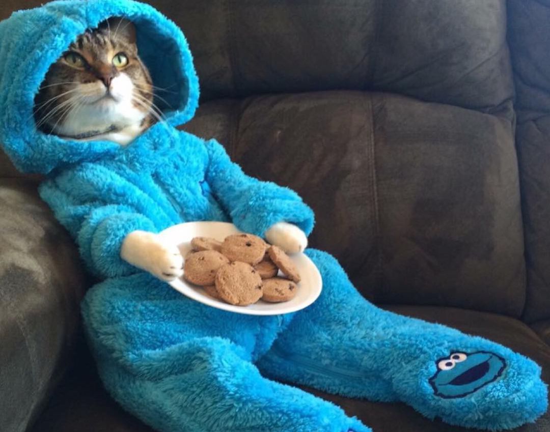 La fotografía del gato con las galletas. La fotografía del gato con las galletas.