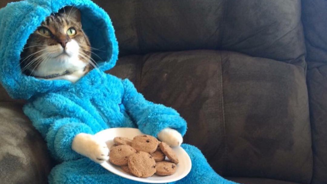 Un gato en pijama, una fiesta falsa y el perdón de una embajada de EEUU