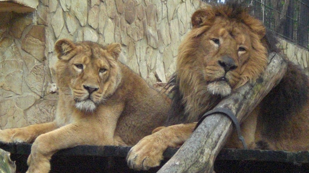 Fallece la leona Angélika en el Zoo de Jerez por una insuficiencia renal crónica