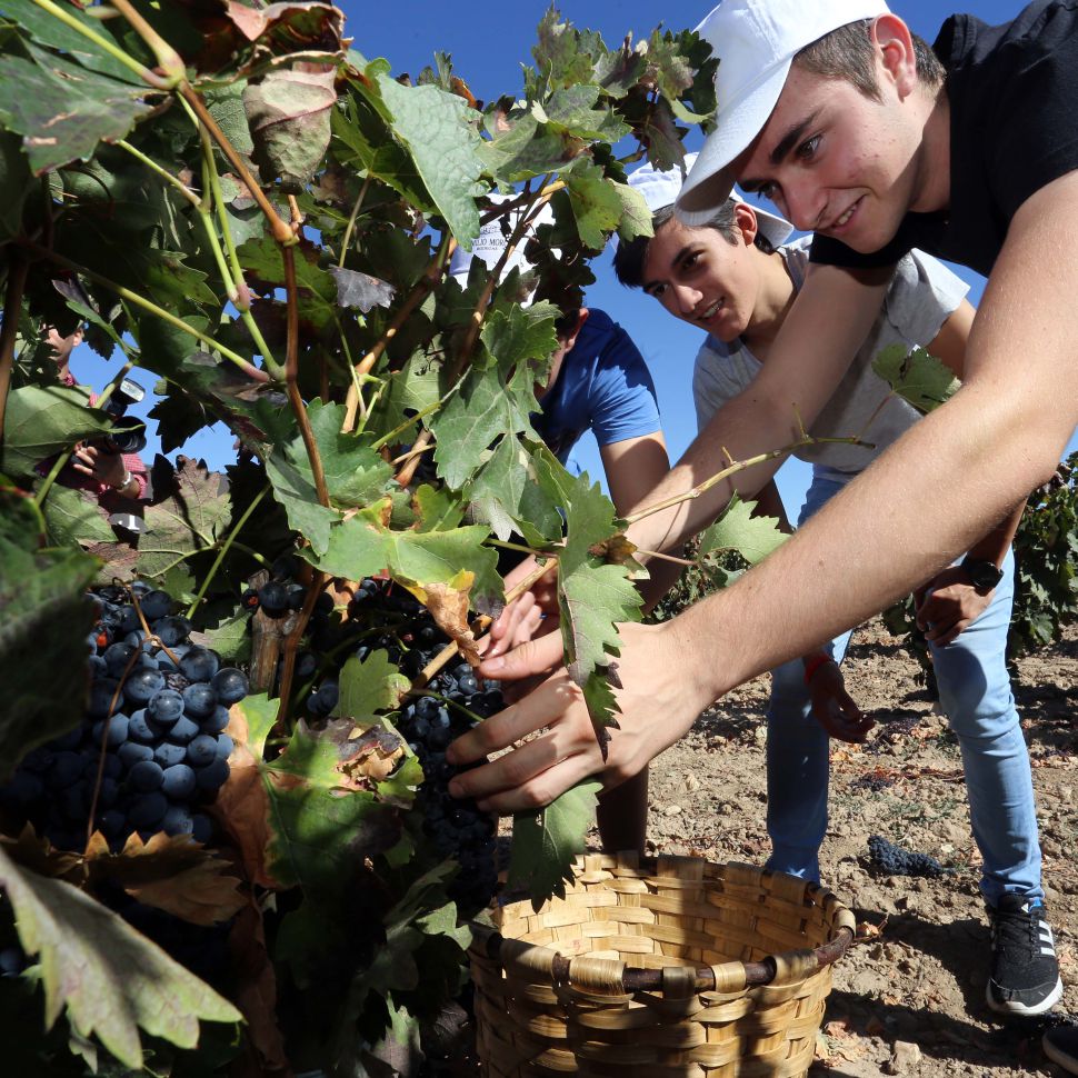 La vendimia afronta el final con una histórica producción en Rueda, Cigales y Ribera
