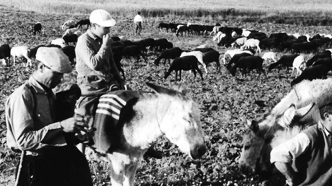 Rebuznos alcarreños y versos de hace cien años