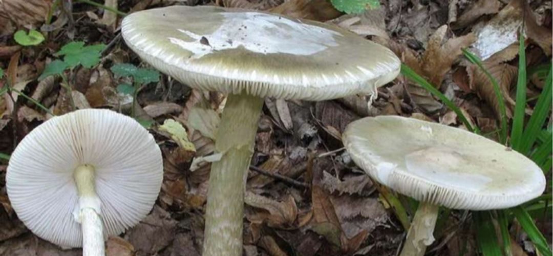 Amanita phalloides, la seta más peligrosa de la Comunidad de Madrid Amanita phalloides, la seta más peligrosa de la Comunidad de Madrid
