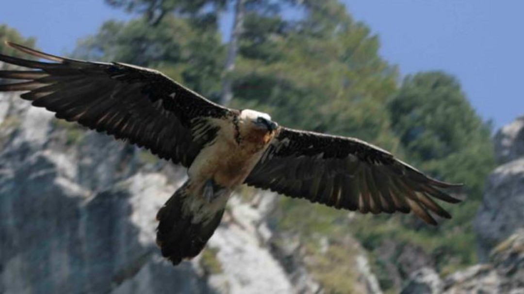 Castril, el mejor lugar para fotografiar aves rapaces