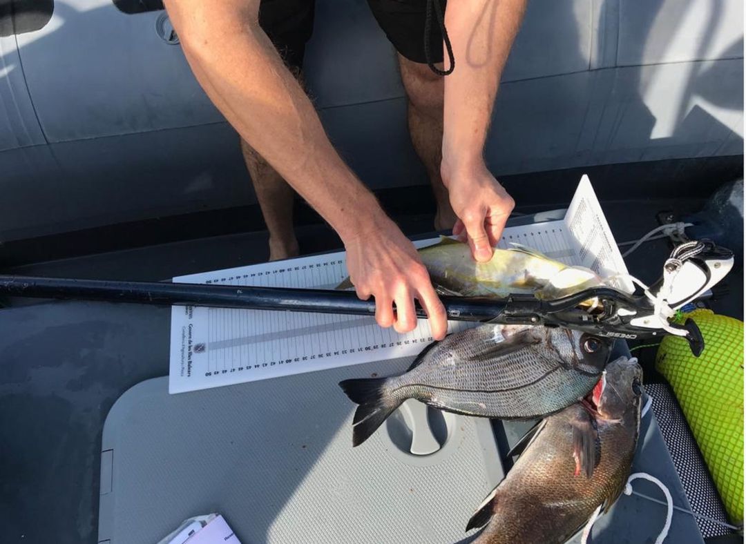 Peces: Interceptado un pescador furtivo en la Reserva de Es Freus Peces: Interceptado un pescador furtivo en la Reserva de Es Freus