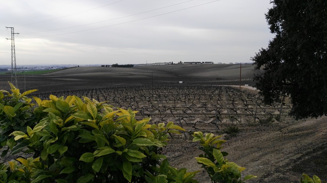 Los viñistas exigen la subida del precio de la uva en el Marco de Jerez