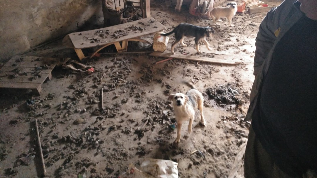 Rescatan dieciséis perros en Roda de Eresma en unas condiciones lamentables