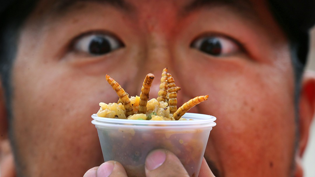 Insectos contra el hambre