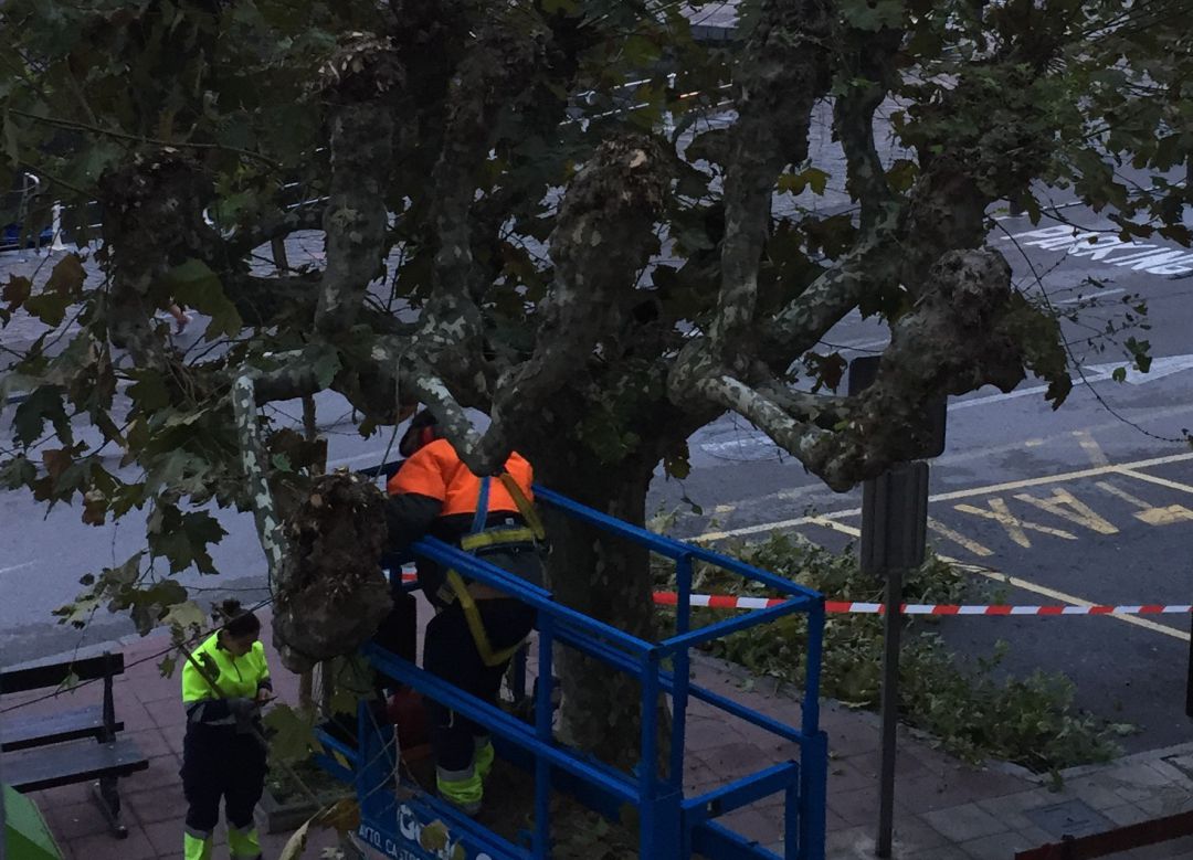 Trabajos de poda en La Plazuela. Trabajos de poda en La Plazuela.