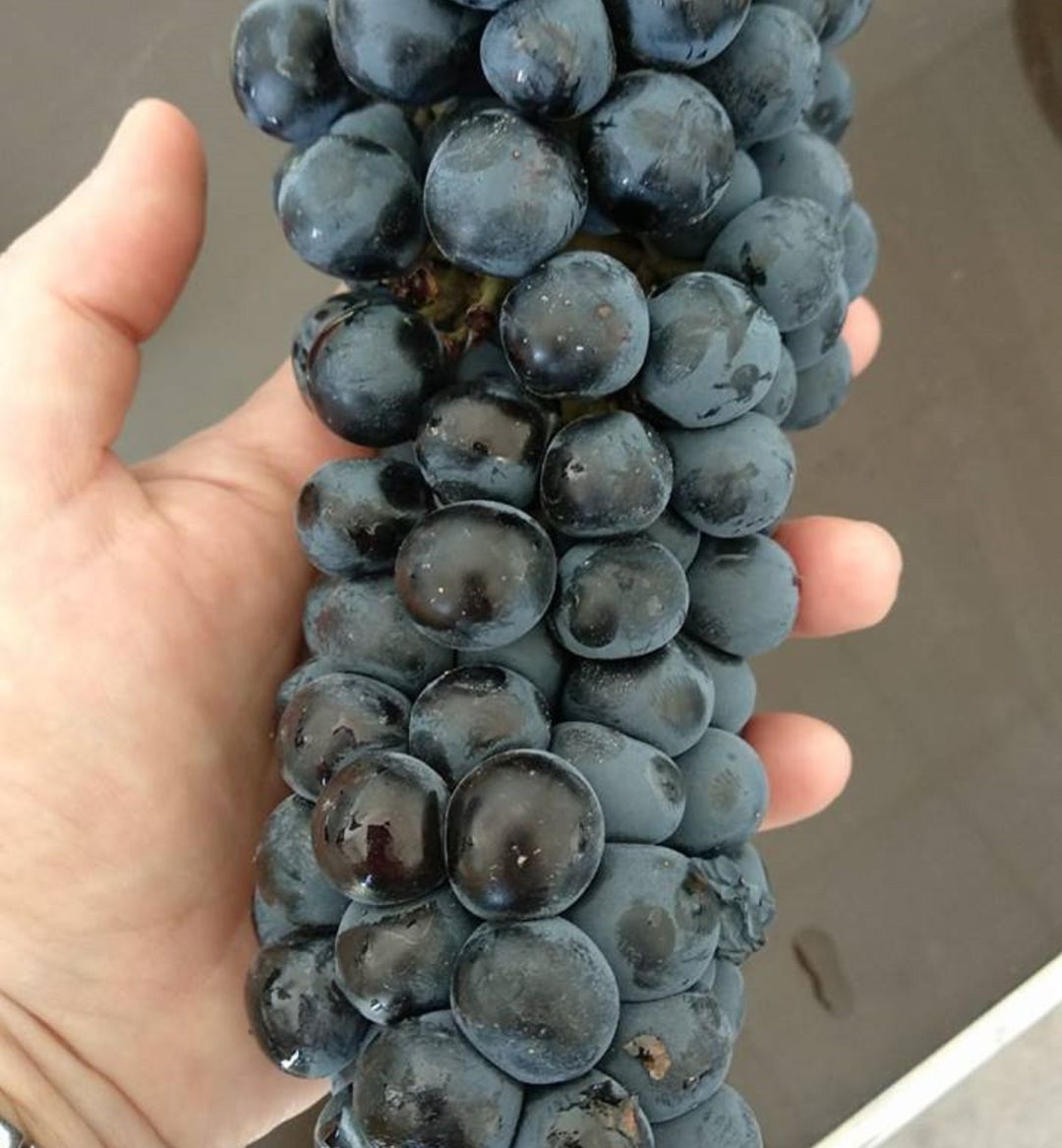 Evolución hacia la calidad en la viticultura de Fuente de Pedro Naharro Evolución hacia la calidad en la viticultura de Fuente de Pedro Naharro