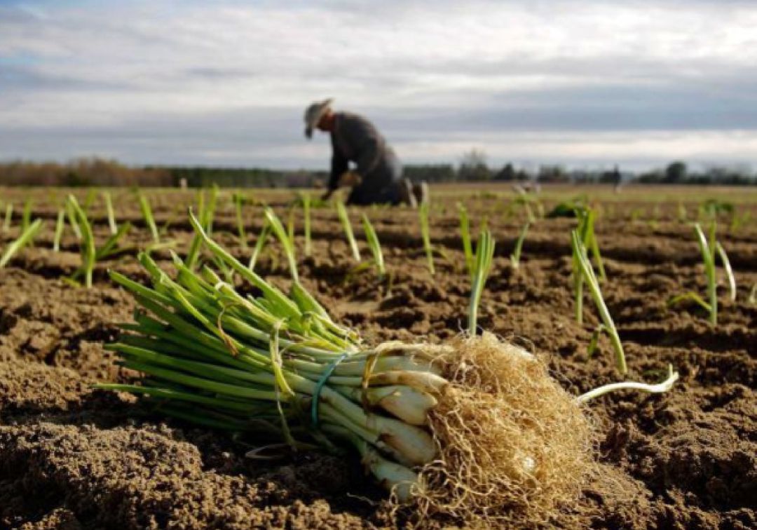Los cultivos de hortalizas del norte de la provincia, lo más afectado por el temporal