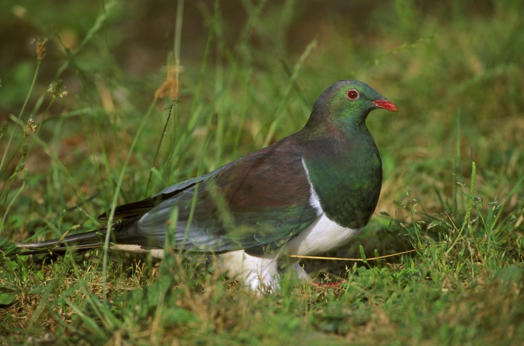 Palomas borrachas, ratas neoyorkinas y Taylor Swift en un zoo Palomas borrachas, ratas neoyorkinas y Taylor Swift en un zoo
