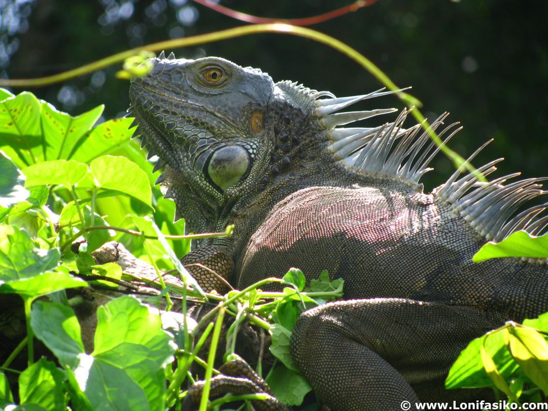 La diversidad y colorido de la naturaleza de Costa Rica es uno de los encantos del país centroamericano La diversidad y colorido de la naturaleza de Costa Rica es uno de los encantos del país centroamericano