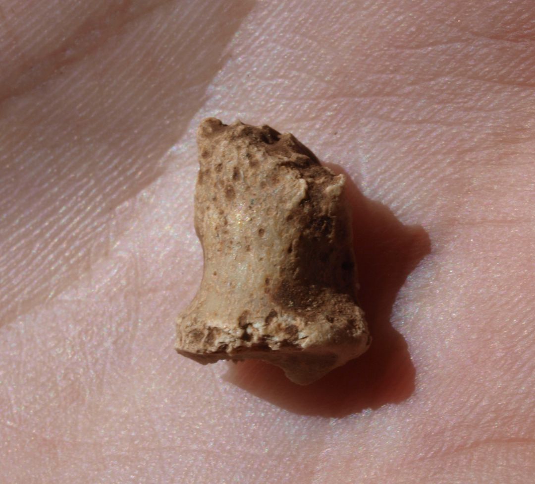 Atapuerca: Confirmada la presencia de Homo Neandertal Atapuerca: Confirmada la presencia de Homo Neandertal