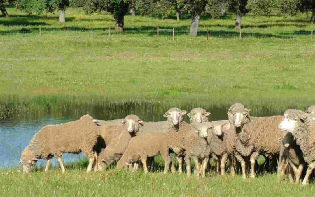 ¿Dónde está el mejor pasto para las ovejas extremeñas? ¿Dónde está el mejor pasto para las ovejas extremeñas?