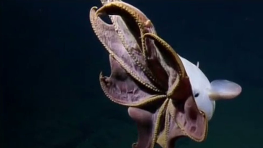 Así es el pulpo que se parece a Dumbo