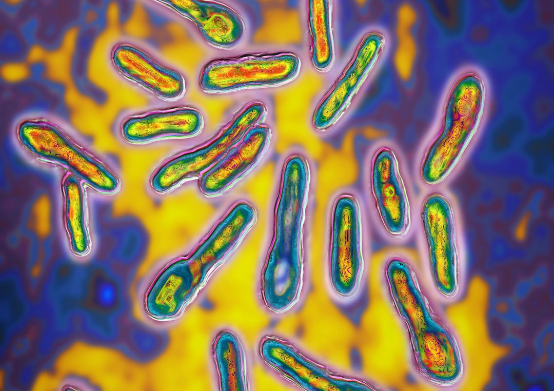 Estados Unidos descubre un antídoto contra el botulismo Estados Unidos descubre un antídoto contra el botulismo