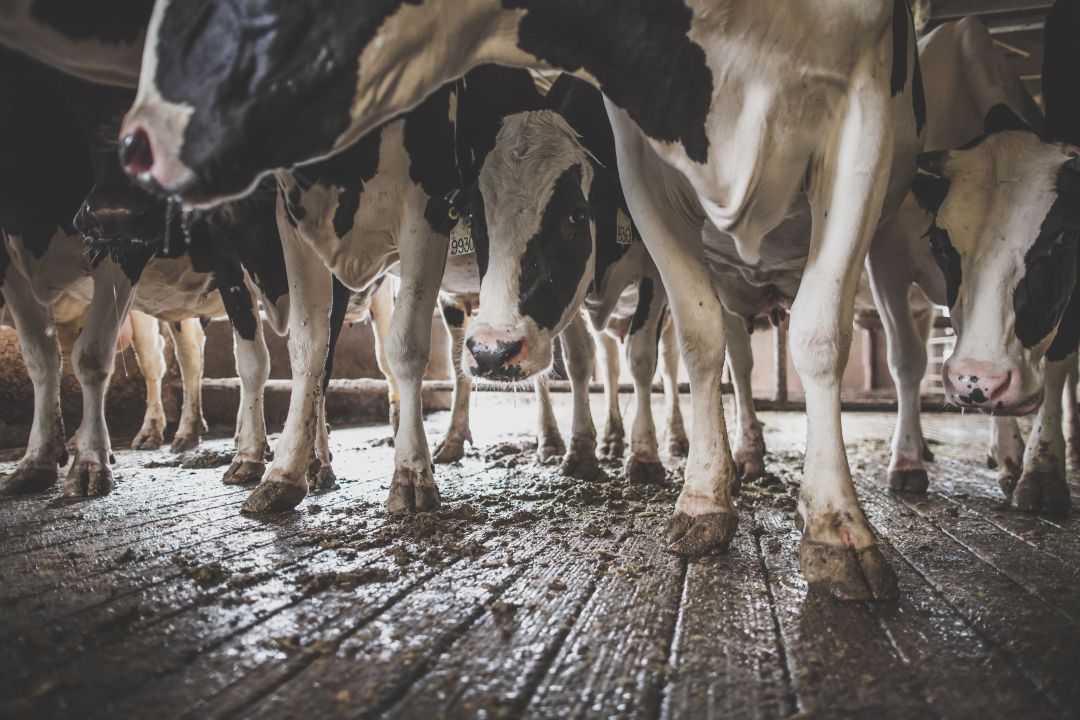 Científicos aseguran que la leche entera es buena para el corazón Científicos aseguran que la leche entera es buena para el corazón