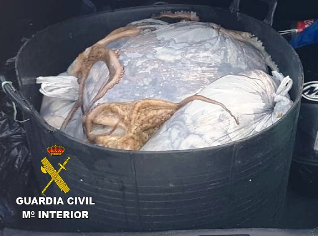 Intervenidos 84 kilos de pulpo inmaduro en Castellón y Peñíscola Intervenidos 84 kilos de pulpo inmaduro en Castellón y Peñíscola