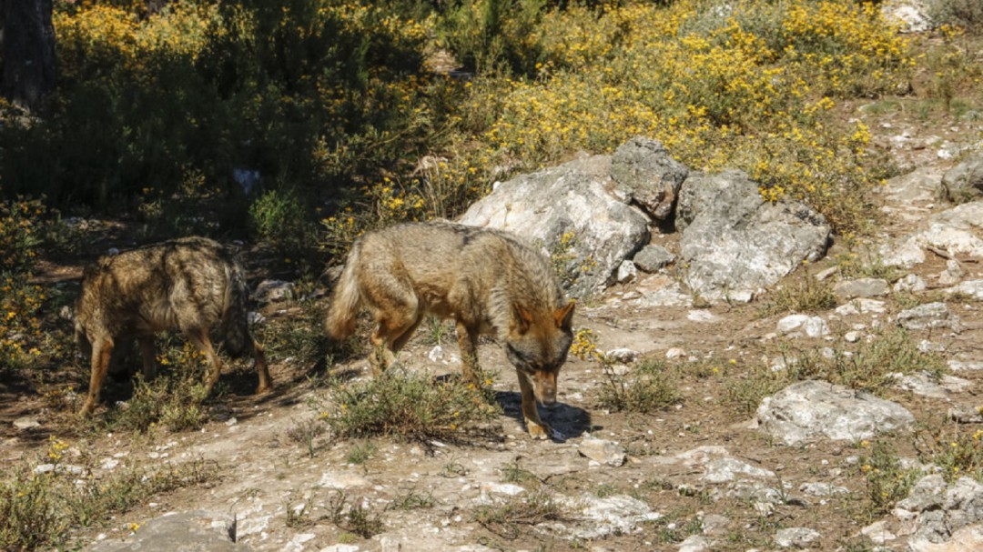 Rechazado el uso de armas para ahuyentar a lobos