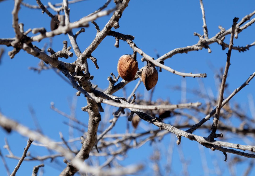 Almedro infectado por la Xylella fastidiosa Almedro infectado por la Xylella fastidiosa