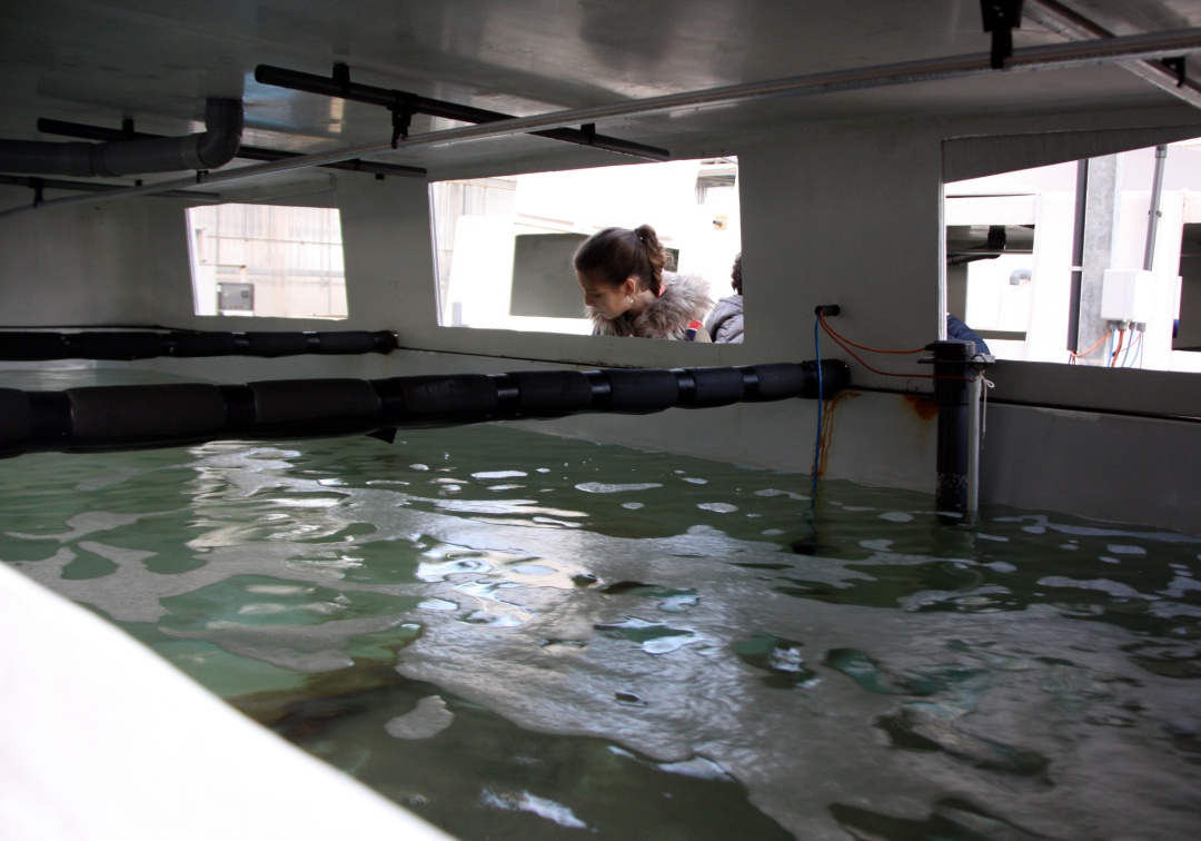 L'IRTA ha aconseguit practicar tècniques de reproducció assistida en peixos