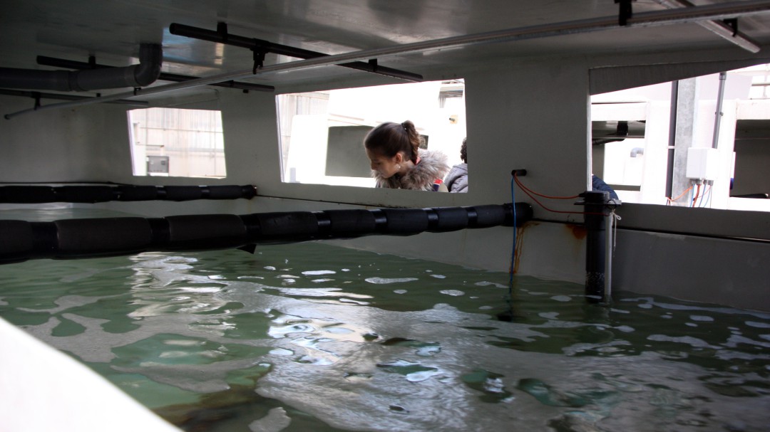 L'IRTA ACONSEGUEIX PRACTICAR REPRODUCCIÓ ASSISTIDA EN PEIXOS