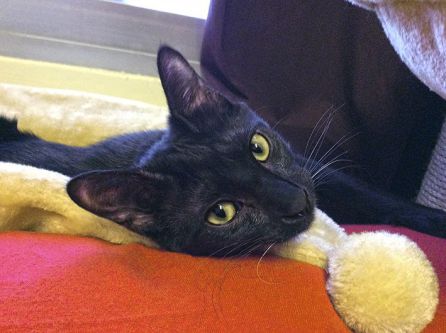Negrito, el gato asesinado por un militar Negrito, el gato asesinado por un militar