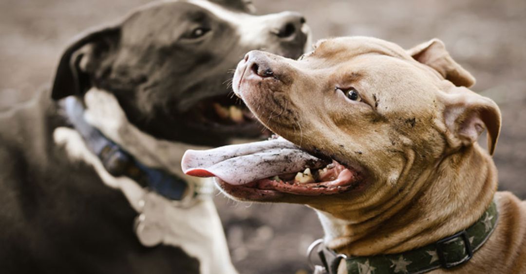 Un año de prisión por el "abandono extremo" de dos cachorros de Pitbull Un año de prisión por el "abandono extremo" de dos cachorros de Pitbull