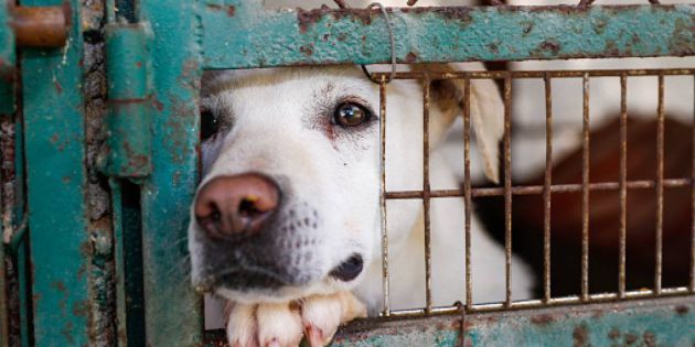 Un año de prisión por el "abandono extremo" de dos cachorros de Pitbull Un año de prisión por el "abandono extremo" de dos cachorros de Pitbull