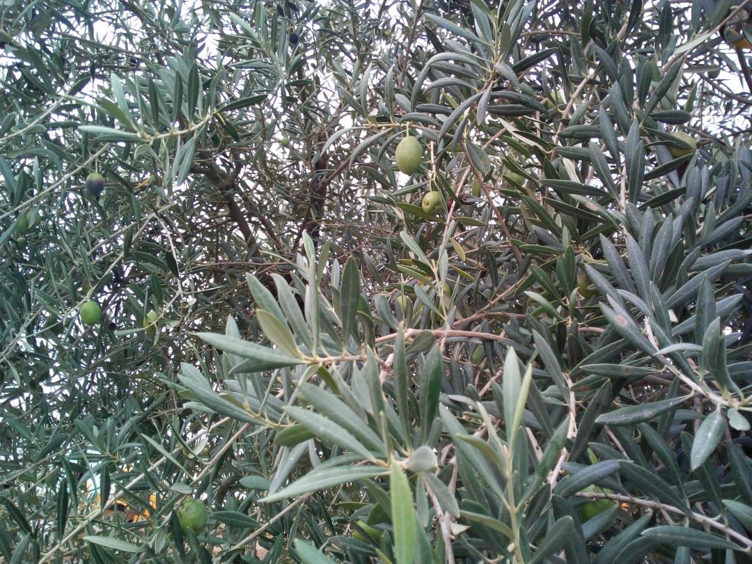 Olivos a punto de recolectar las aceitunas Olivos a punto de recolectar las aceitunas
