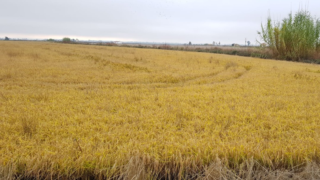 El arroz y las mieles extremeñas necesitan que se indique el origen en las etiquetas