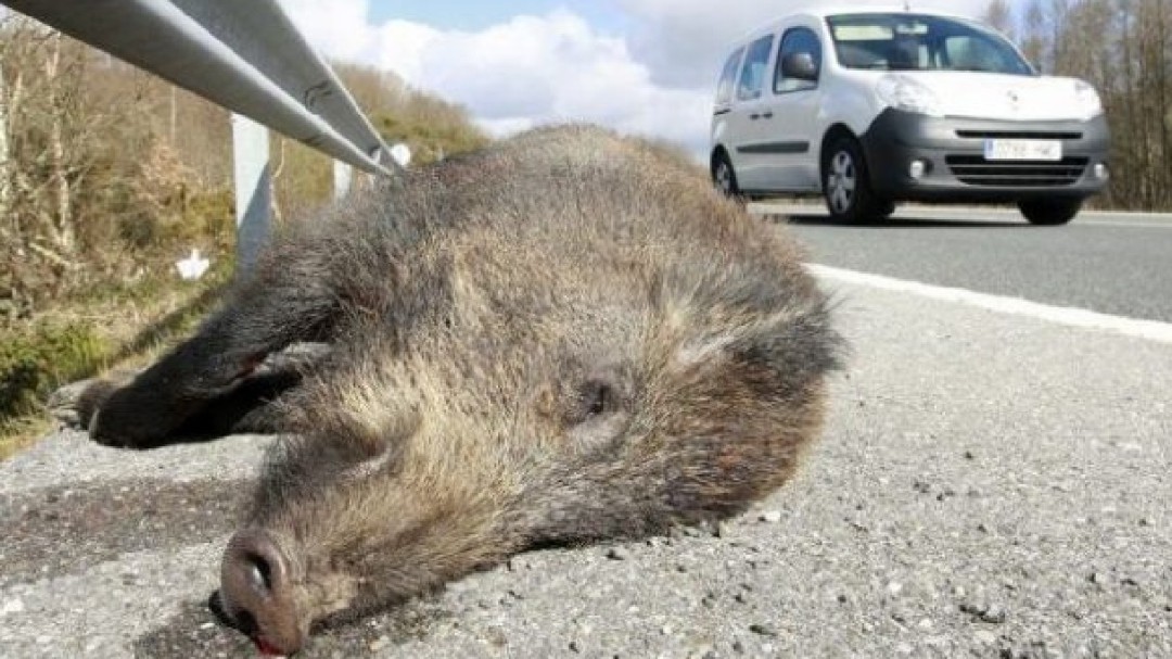 El número de jabalíes abatidos en Bizkaia se triplica en una década