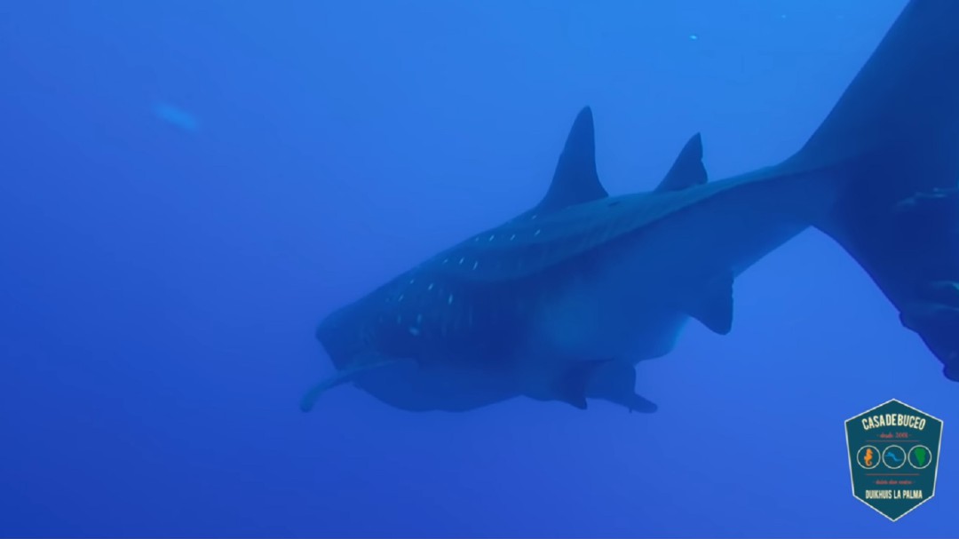 Graban a un tiburón ballena en aguas de La Palma