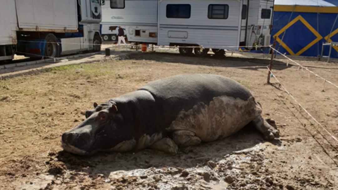 Denuncian el estado de abandono de los animales