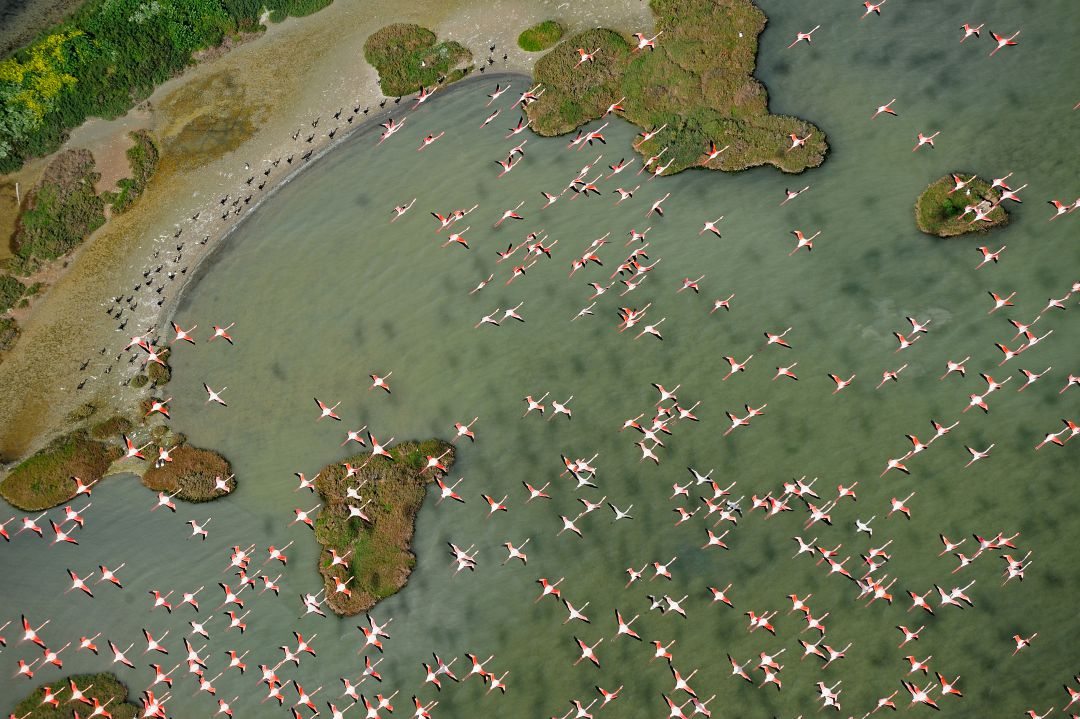 Doñana. Doñana.