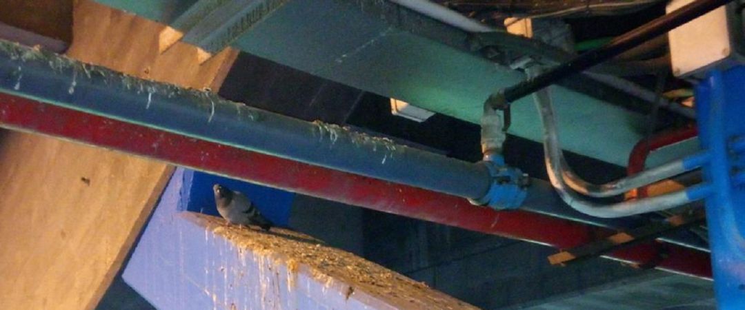 Un paloma en el campo de fútbol de Riazor Un paloma en el campo de fútbol de Riazor