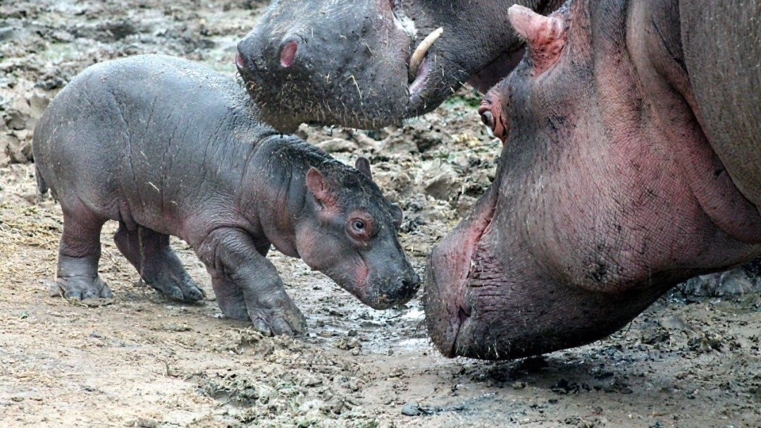 Nace otra cría de hipopótamo en Terra Natura