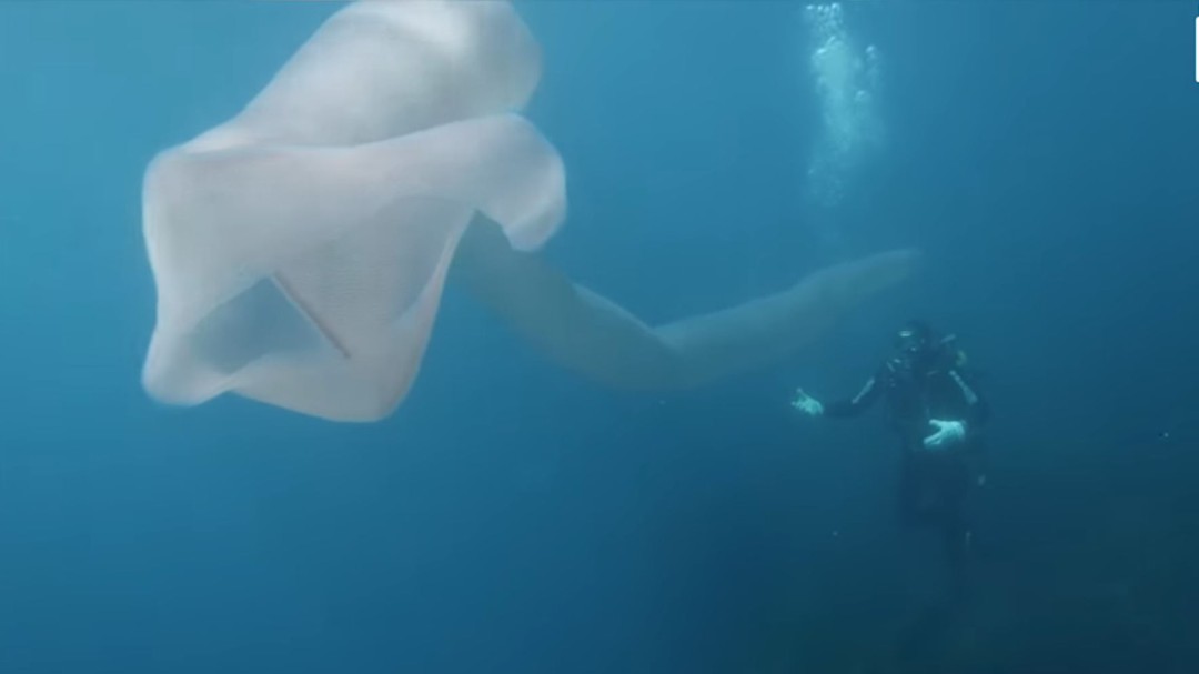 El espectacular monstruo marino que sorprendió a unos buzos