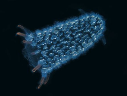 Representación de un Zooide, especie que al juntarse con otros de su especia, forma el pirosoma Representación de un Zooide, especie que al juntarse con otros de su especia, forma el pirosoma