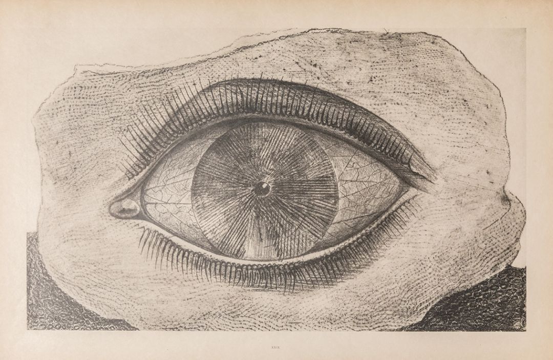 "La rueda de la luz", de Max Ernst "La rueda de la luz", de Max Ernst