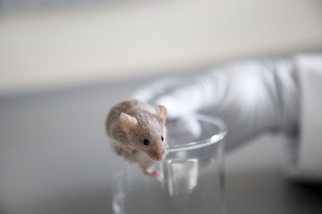 "Investigar con animales en España es dificilísimo, y así debe ser" "Investigar con animales en España es dificilísimo, y así debe ser"